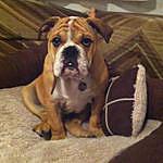 Harvey Hourigan Hickey - @harvey_the_british_bulldog Instagram Profile Photo