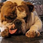 Dotty Hazell - @bulldog.bruce.hazell Instagram Profile Photo
