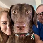 Hazel Higgins - @hazel_the_chocolate_pup Instagram Profile Photo