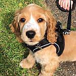 Henry Hay - @h.h_spaniel Instagram Profile Photo