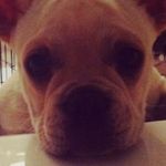 Henry Kellogg - @henry.the.bulldog.11 Instagram Profile Photo