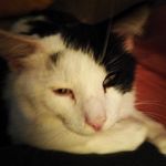 Henry Rector - @henry_thecat._ Instagram Profile Photo