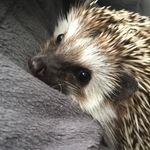Henry The Hedgehog - @mr.henryspikes Instagram Profile Photo