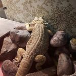 Herman Shirley - @herman.shirley.the.lizard Instagram Profile Photo