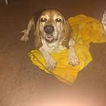 Hershel a Cleveland dog?? - @hershelthadoggo Instagram Profile Photo