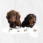 Harlow and Hershey Bryant - @harlowandhershey Instagram Profile Photo