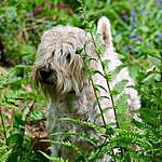 Ardnarhu - @irish.wheaten.terriers Instagram Profile Photo