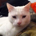 Jack Krepps - @jack_the_white_cat Instagram Profile Photo