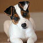 Jack Russell - @jack__russell__lover Instagram Profile Photo
