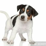 Jack Russell - @jack__russell__love Instagram Profile Photo