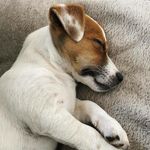 Jack Russell Puppies ?? - @jackrussellcrew Instagram Profile Photo