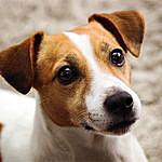 Jack Russell Terrier - @jack.russell.terrier.club Instagram Profile Photo