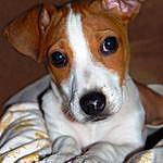 Jack Russell Terrier - @jack.russell.terrier.fans Instagram Profile Photo