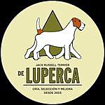 Jack Russell De Luperca - @jackrusselldeluperca Instagram Profile Photo