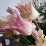 Jacqueline Stacey - @cutflowerpatch Instagram Profile Photo