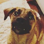 Jamie Pearcy - @jamie.is.a.dog Instagram Profile Photo