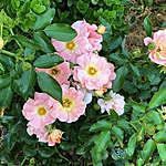 Jan Mooney - @gardenpetalsflowerfarm Instagram Profile Photo