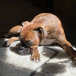 Jana Polson - @gracie_and_abbey_boxer_dogs Instagram Profile Photo