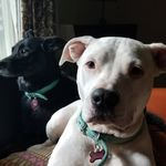 Annie and Gerty Chamberlain - @composerdog Instagram Profile Photo