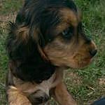 Jarvis Todd - @jarvis_the_spaniel Instagram Profile Photo
