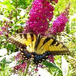 Jeff Stotts - @botanical_bandit Instagram Profile Photo