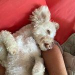 Jeffrey The Dog Boland - @yourfriendjeffrey Instagram Profile Photo
