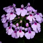 Jeffrey Tyler - @in_situ_orchids Instagram Profile Photo