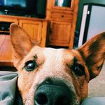 Jethro Harrison - @cattledog.jethro Instagram Profile Photo
