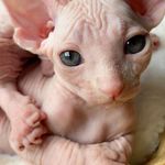 Jett the Sphynx Cat - @_thejettset_ Instagram Profile Photo