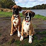Jill and Boxer - @jill_and_boxer Instagram Profile Photo