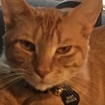 Jimmy Helmick - @king_james_ginger_cat Instagram Profile Photo