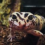 Jimmy the Leopard Gecko - @jimmy_the_leopard_gecko Instagram Profile Photo