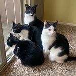 Jimmy McDoogle - @4cats2colors Instagram Profile Photo
