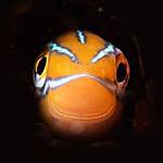 Jo Watson - @jo_underwater Instagram Profile Photo
