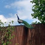 Joe Peacock - @joe._.peacock Instagram Profile Photo