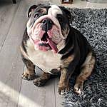 Joel Green - @greendog.bulldogs Instagram Profile Photo