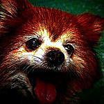 joey dumas - @jay.the.red.panda Instagram Profile Photo