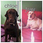 Joey And Chloe Potraza - @joey_chloe00 Instagram Profile Photo