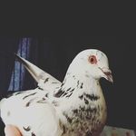 Joanna the pigeon - @joanna.birb Instagram Profile Photo