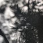 John Daniel - @forestmanagement Instagram Profile Photo