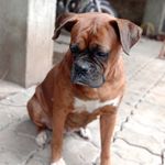 Johnny Kennel dogs - @indian_dog_breeder Instagram Profile Photo