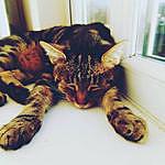 Aston John Trosper Lowey - @its_aston_the_kitty Instagram Profile Photo