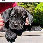 John Tyler - @cane_corso_puppies_for_sale_no Instagram Profile Photo