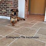 Johnny Boggia - @collingwoodtile Instagram Profile Photo