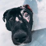 6>9 - @_joy_black_dog_ Instagram Profile Photo