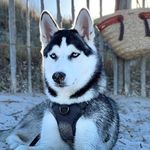 Joy The Siberian Husky - @joy_thesiberianhusky Instagram Profile Photo