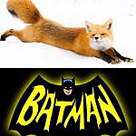 Jocelyn Opitz - @batman_fox537 Instagram Profile Photo