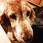 Judith Fincher - @alfiethedog14 Instagram Profile Photo