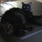 Judy Bramlett - @catwomencatsaresocool Instagram Profile Photo