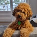 Judy Fuller - @cavoodle_leo_ Instagram Profile Photo